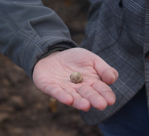 Timo Lang, Leiter der Außenstelle Koblenz der Landesarchäologie, zeigt eine der in Arenberg gefundenen französischen Musketenkugeln