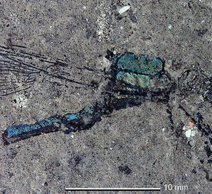 Abb.: Die neu benannte Libellenart Oligolestes stoeffelensis zeigt auch nach 25 Millionen Jahren noch Reste metallisch schimmernder Farben. © GDKE