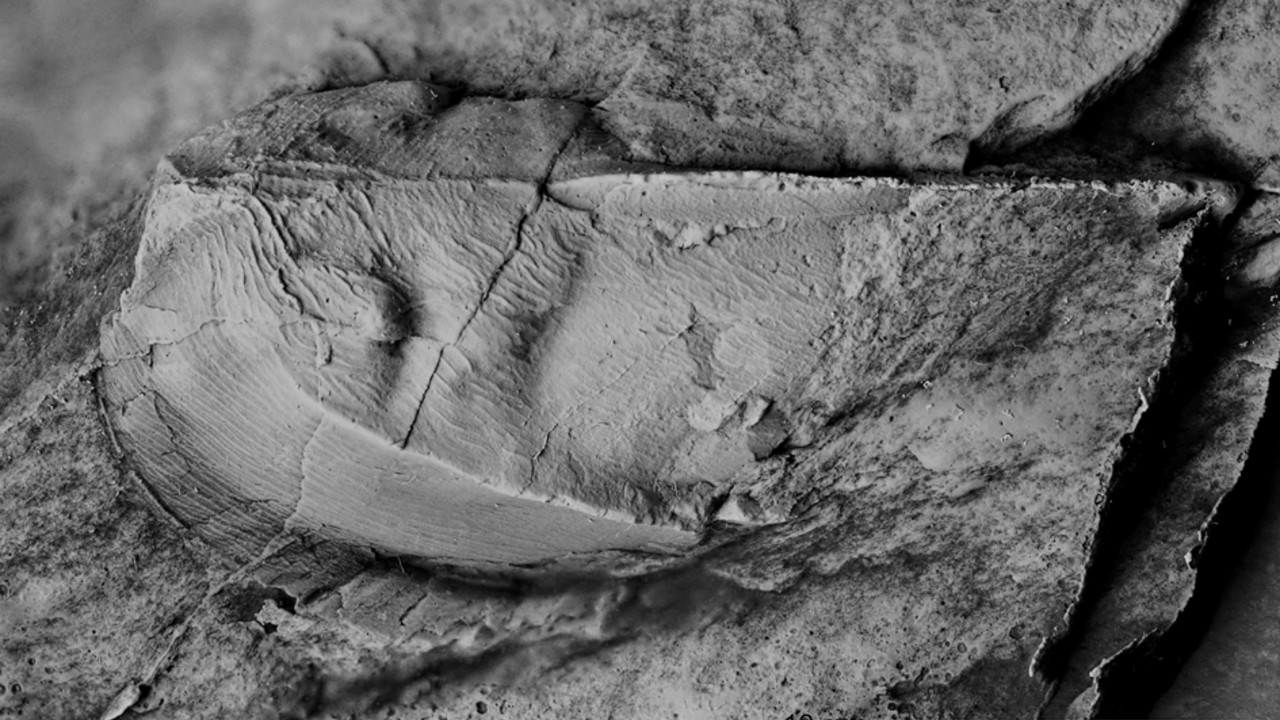 Die neu beschriebene Blattkrabben-Art Nahecaris sabineae aus dem Unterdevon des Wasenbachtales © GDKE