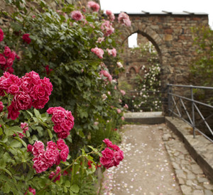 Rosen auf Burg Sooneck